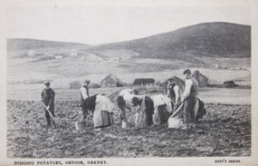 Digging Potatoes, Orphir, Orkney