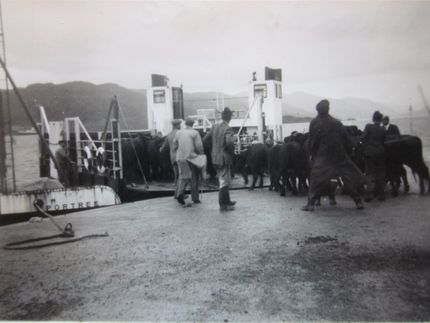 Cattle loaded onto the ferry at Kyleakin, 1953.